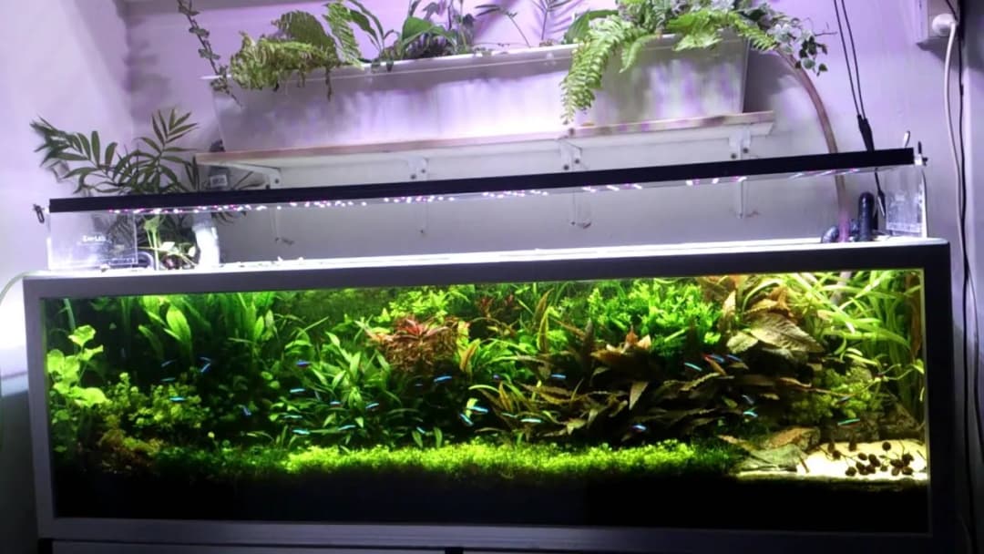 Jak dobrać oświetlenie do akwarium, aby uniknąć problemów z roślinami