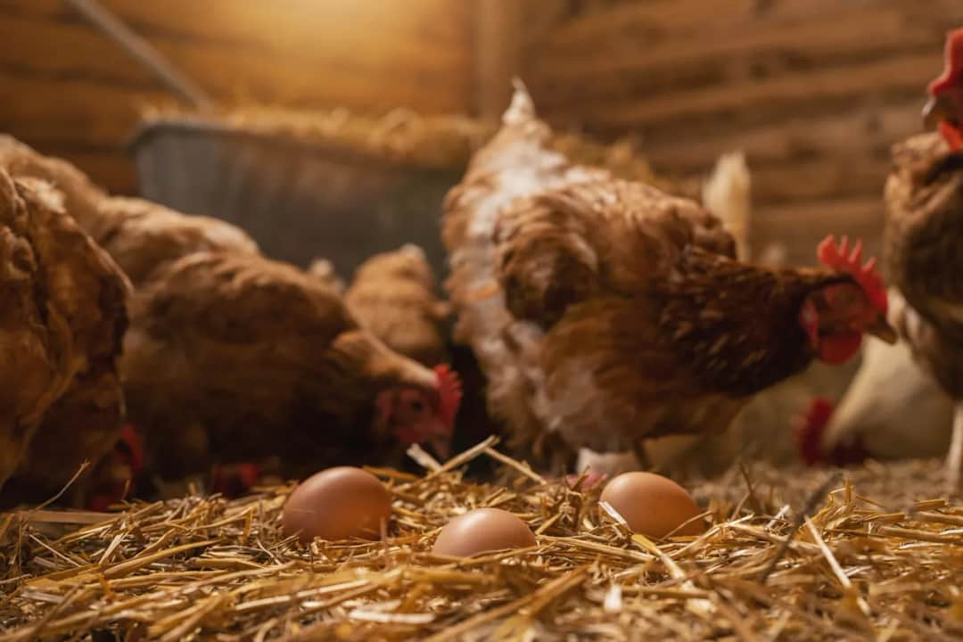 Jakie oświetlenie dla kur niosek poprawi ich wydajność i zdrowie