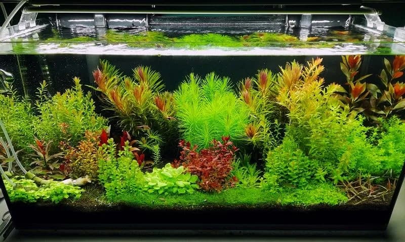 Jakie oświetlenie do akwarium roślinnego 200l zapewni najlepszy wzrost?